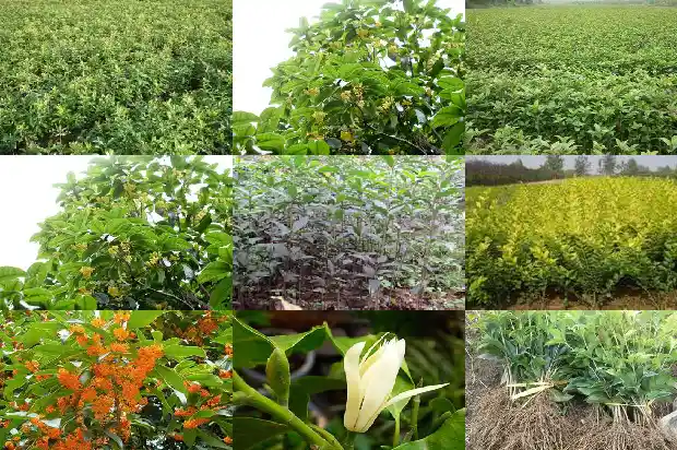 大量出售桂花树苗犯法吗知乎1683334704214