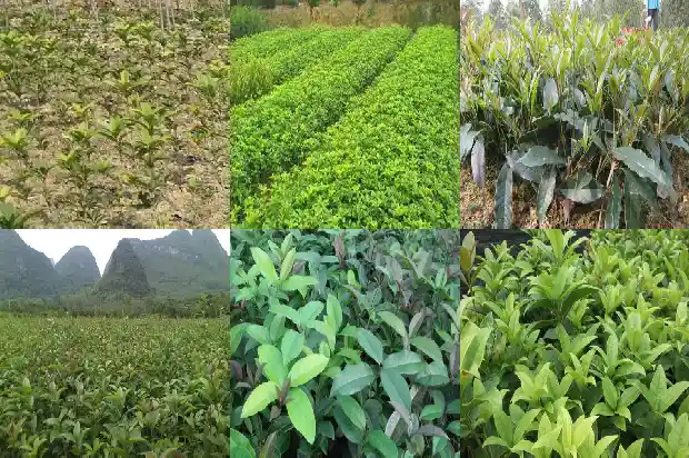 大量出售桂花树苗犯法吗知乎1683334704309