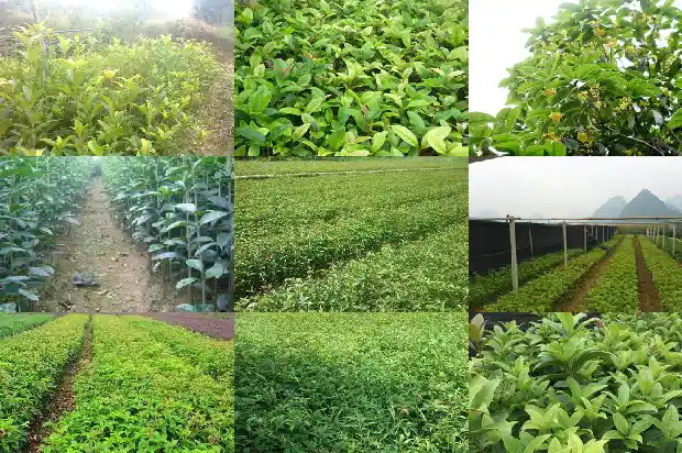 大量出售桂花树苗犯法吗知乎1683334704357