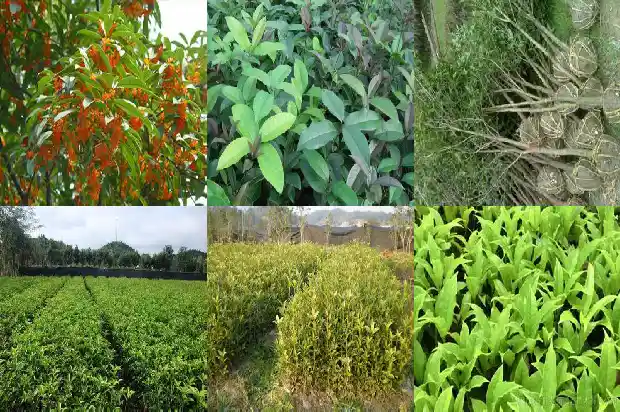 八月桂花的种植方法和技术要点1688432169121