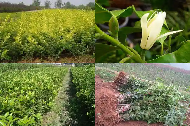 大量出售桂花树违法吗判几年刑1683334728224