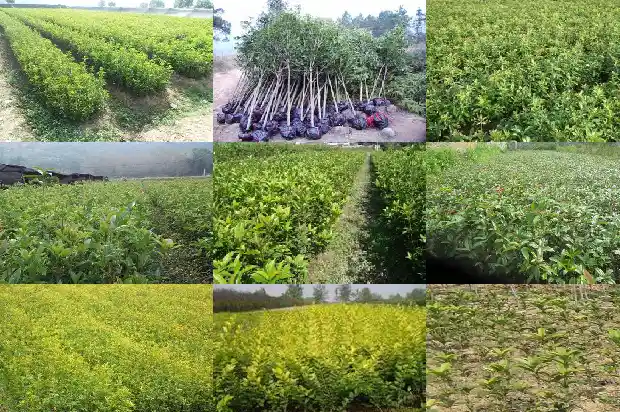 大量出售桂花树违法吗判几年刑1683334728272