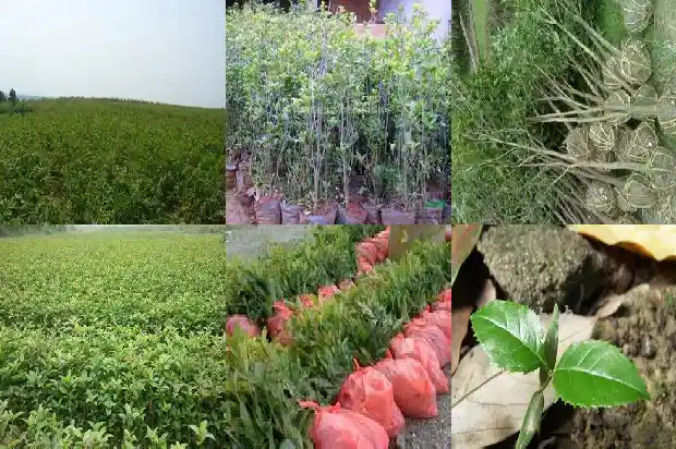大量出售桂花树违法吗怎么处罚的1683334749893