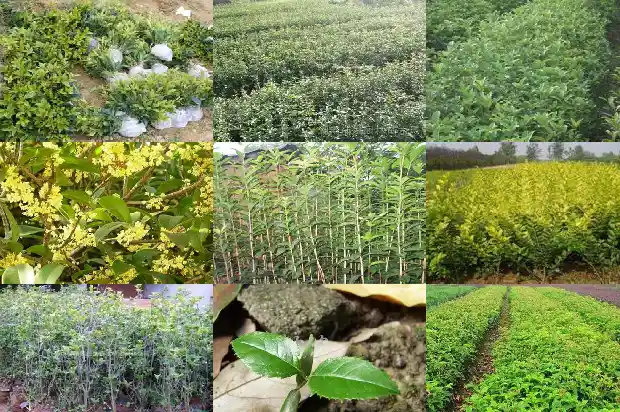 大量出售桂花树违法吗怎么处罚的1683334749941