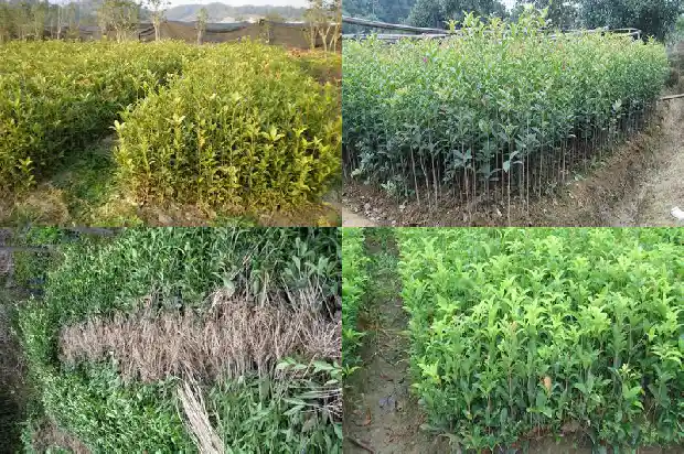 大量出售桂花树违法吗怎么处罚的1683334750037