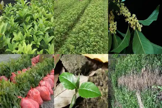 买卖桂花树违法吗判多少年1683334770242