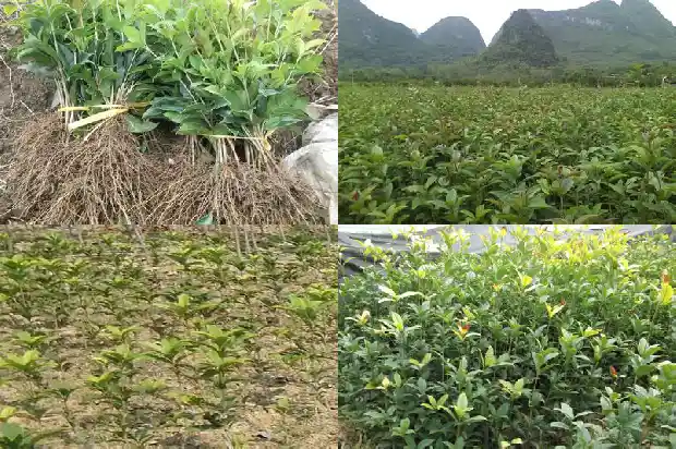 买卖桂花树违法吗判多少年1683334770290