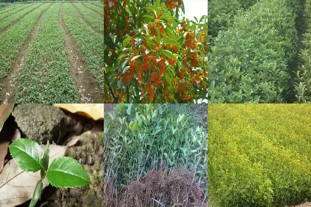 浏阳桂花树价格多少一棵呢1690331370258