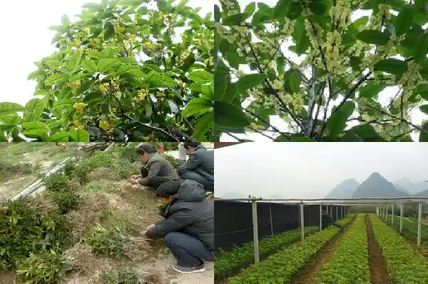 桂花树的树语是什么1683334812525