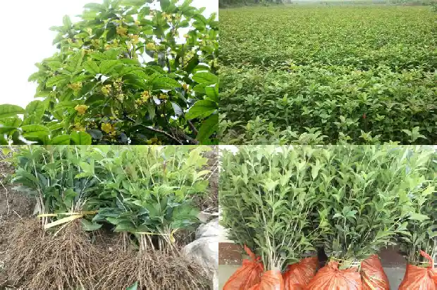 卖桂花树的广告词怎么写1683334832343