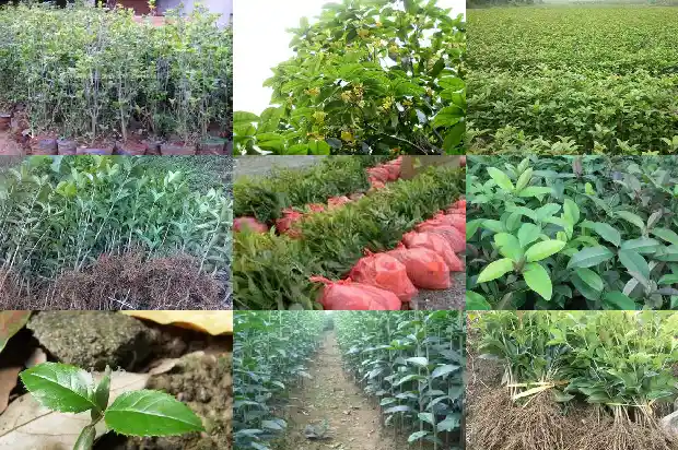 卖桂花的广告标语大全1683334871701