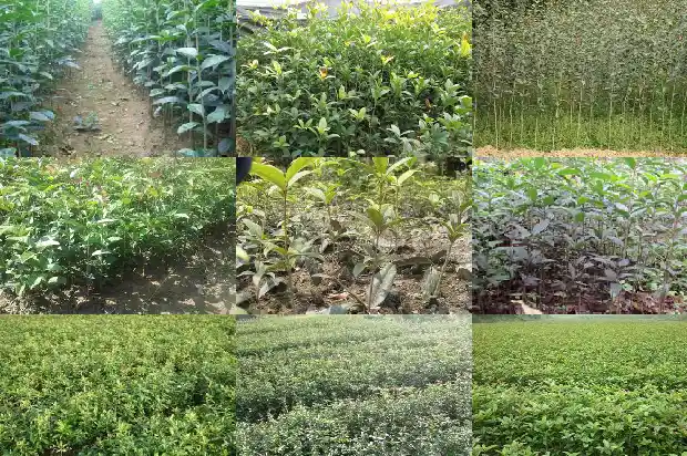 卖桂花的广告标语大全1683334871749