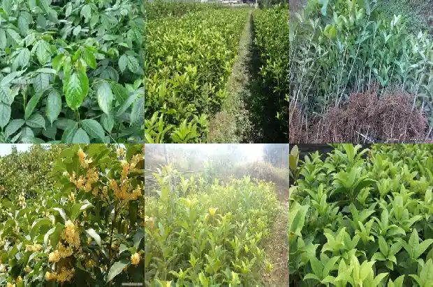 关于桂花酒的广告语1683334913029