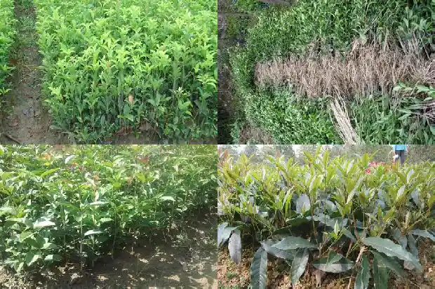 关于桂花酒的广告语1683334913075