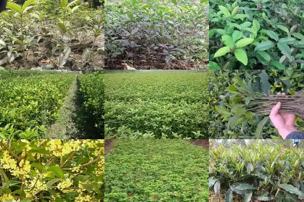 桂花树宣传语大全1683334932677