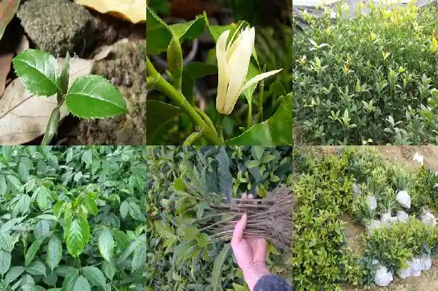 桂花树宣传语大全1683334932724