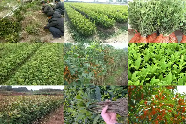 关于桂花的宣传口号1683334955036