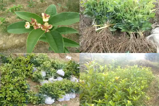 保护桂花树的宣传语1683334976872