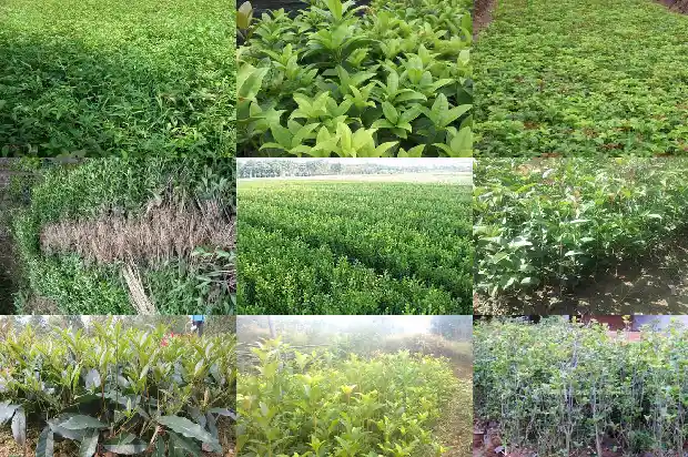 桂花树发朋友圈的句子1683334996152