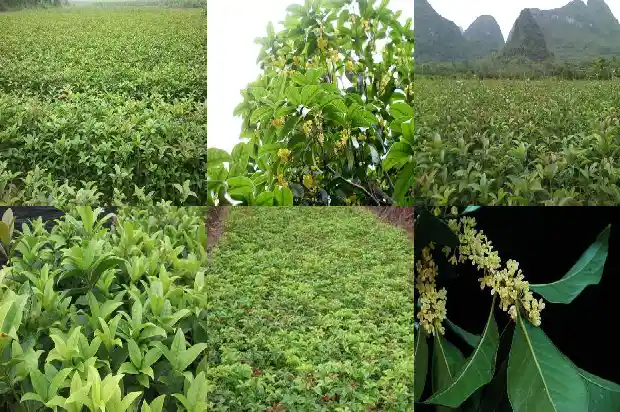 桂花树发朋友圈的句子1683334996248