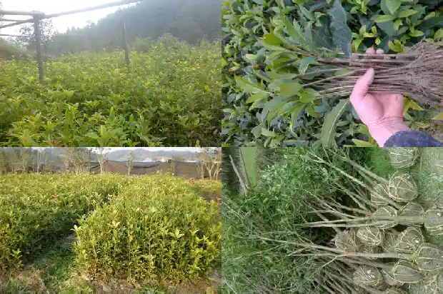 桂花树发朋友圈的句子1683334996296