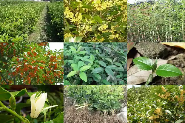 桂花树的成语1683335012127