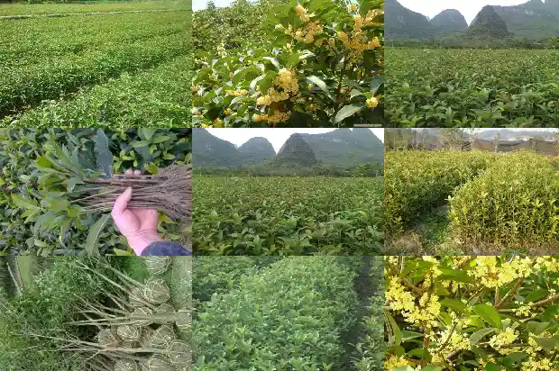 桂花树用什么词语形容1683335029495