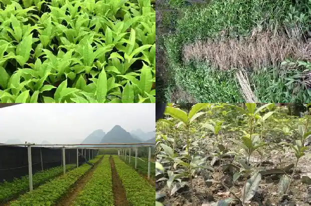 关于桂花成语大全1683335048871