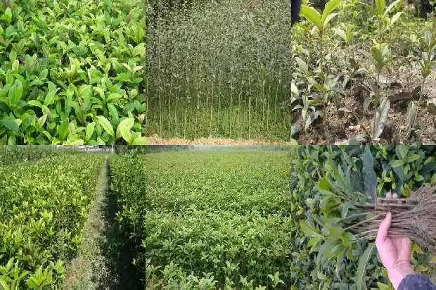 大量出售桂花树的广告语怎么写1690331480270
