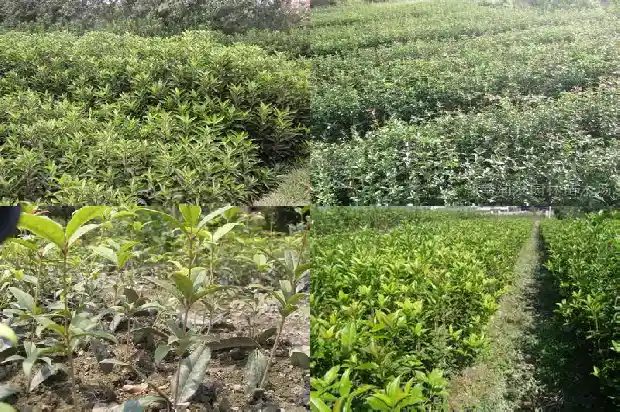 刚买来的桂花树怎么处理干净1683335106584
