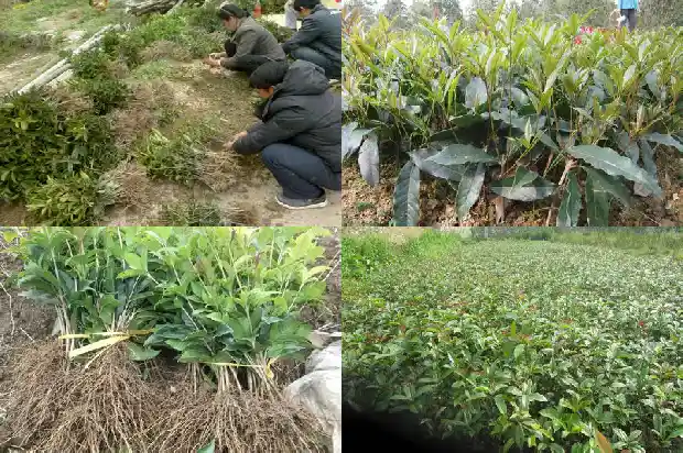 刚买来的桂花树怎么处理干净1683335106630