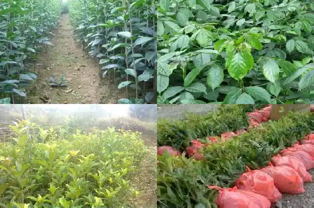 桂花树干了怎么办1683335131281