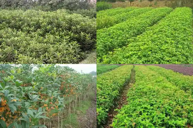 桂花树干了怎么办1683335131377
