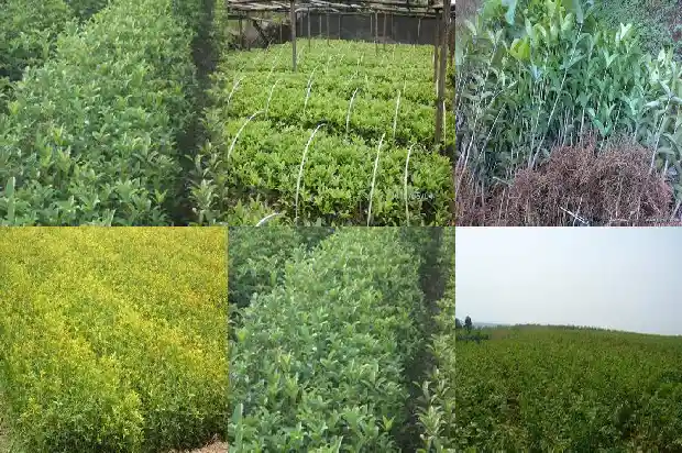 桂花树售卖搞笑段子文案怎么写1683335233588
