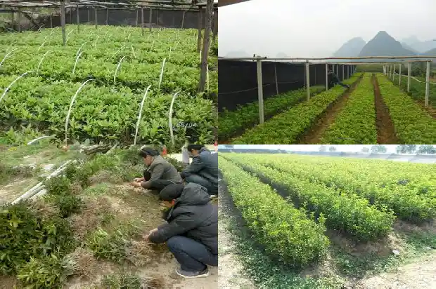 桂花树寓意着什么道理1690677023008