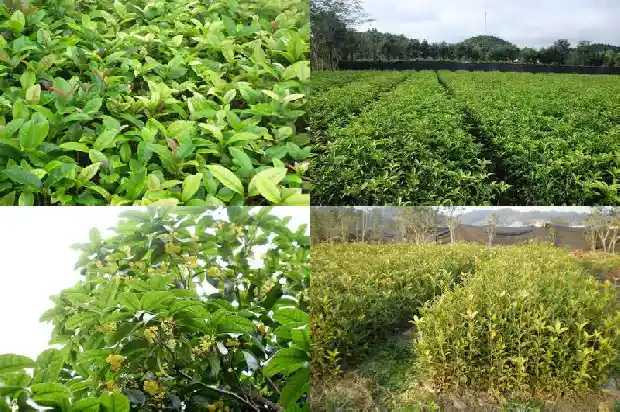 桂花树售卖搞笑段子文案怎么写1683335233683