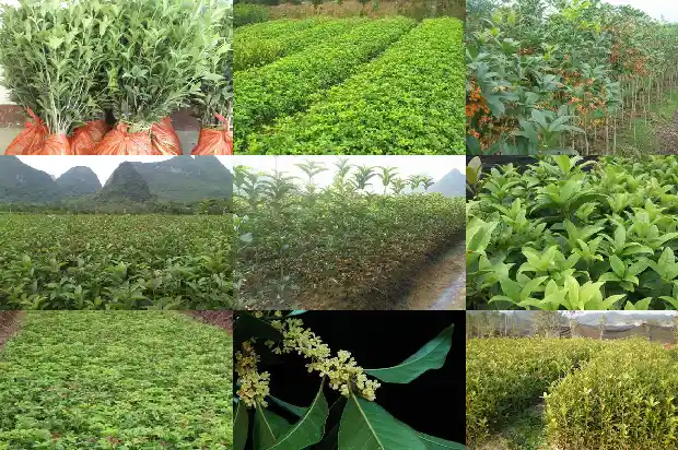 关于桂花落花的文案发朋友圈1683335253343