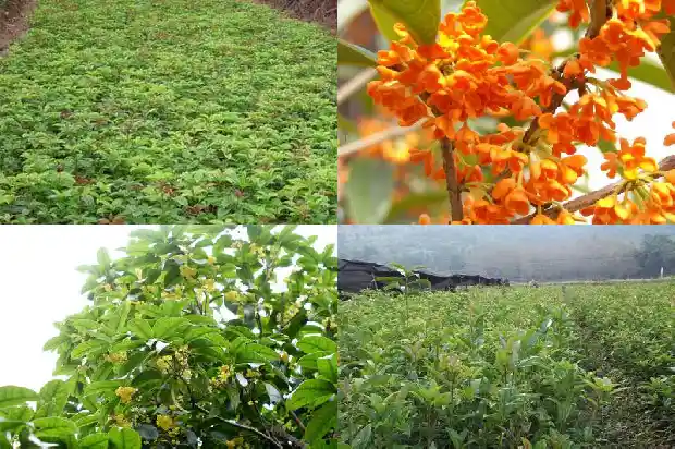 关于桂花落花的文案发朋友圈1683335253391