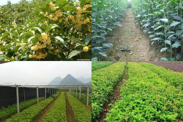 桂花树什么味道最好1688861713980