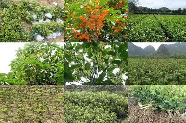 摘桂花的文案1683335273397