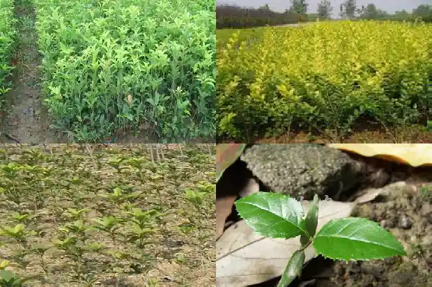 养桂花的寓意1689207854254