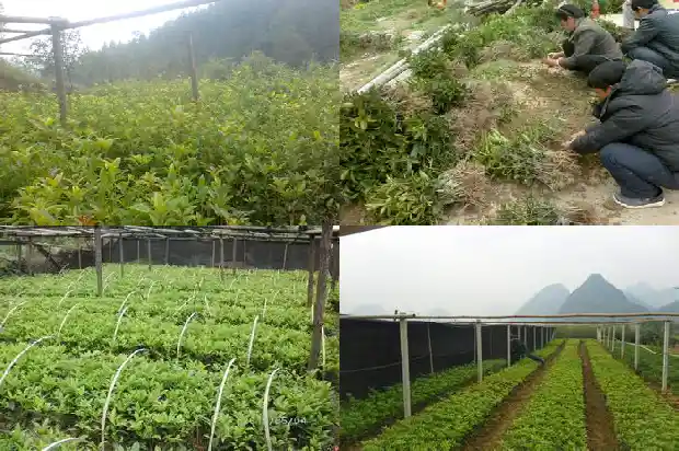 关于桂花的一段话1683335320405