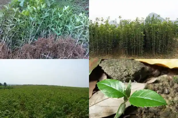 关于桂花的一段话1683335320453