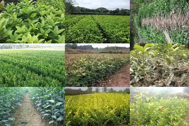 我要卖桂花树怎么卖1683335379117