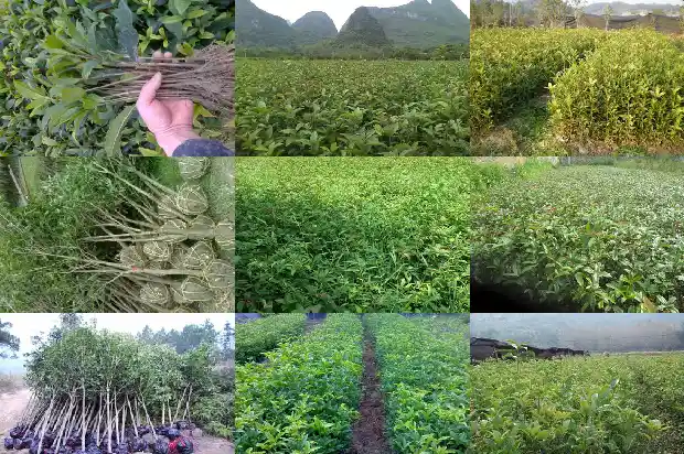 桂花的搞笑句子大全1683335399173