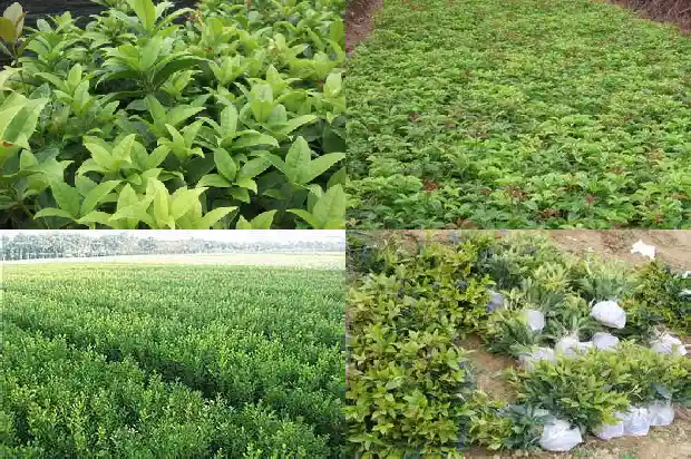 桂花的搞笑句子大全1683335399221