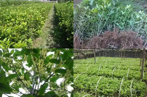 湖南桂花树批发1689838064551