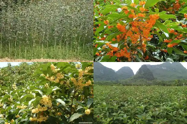 桂花的句子短句唯美1683335421417