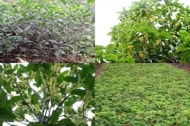 桂花的搞笑说说短句1683335444161