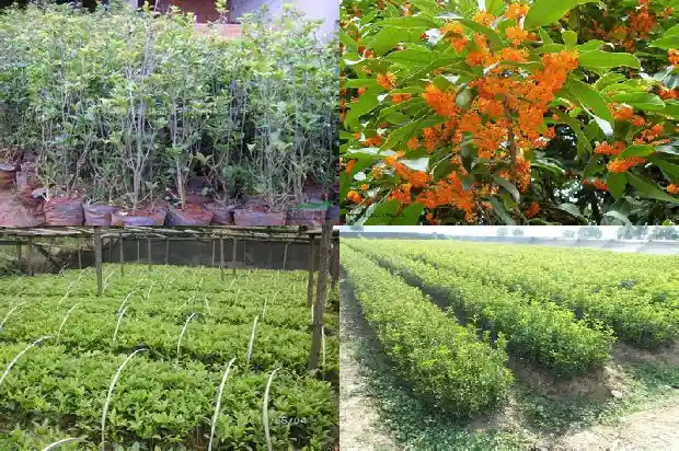 桂花树苗出售直播间1690158652421